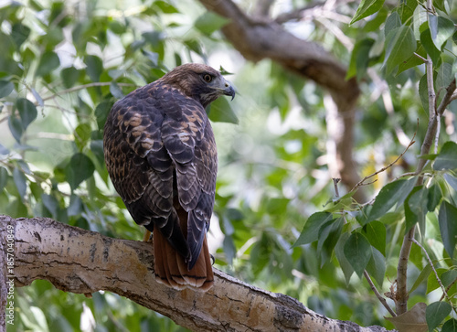 Red-tail hawk 