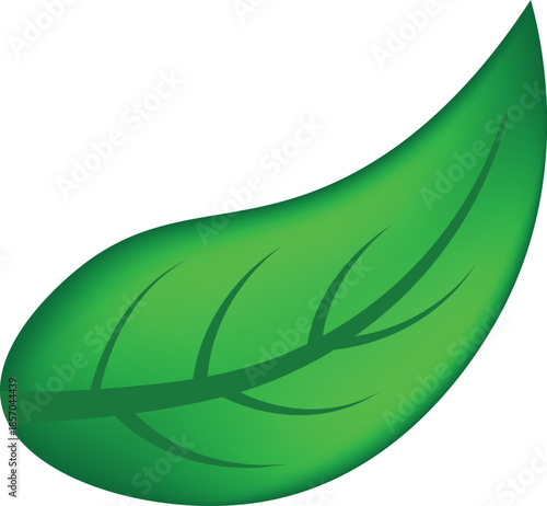 vector illustration of a leaf