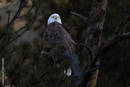 Colorado Bald Eagles