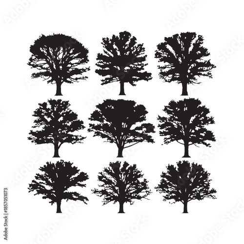 Oak Silhouettes Collection

