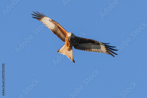 Red Kite - 241C3287