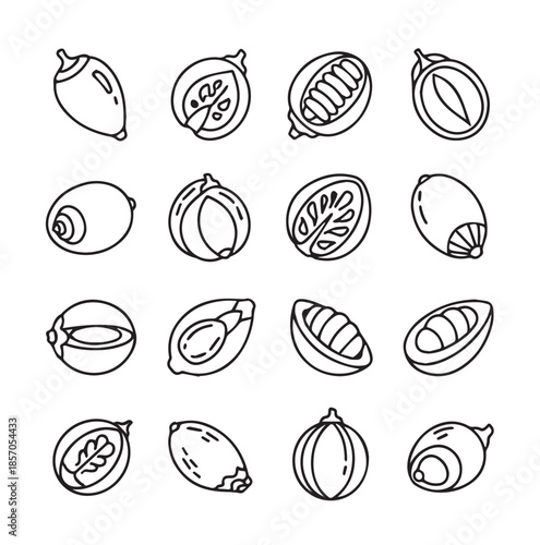 Betel Nut (Areca) Fruits black line art