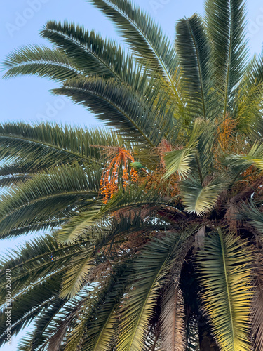 Copa de uma palmeira na Praça Reial