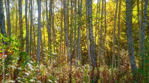 Wallpaper Mural Sunlight filters through dense forest canopy in tranquil autumn scene capturing vibrant foliage Torontodigital.ca