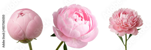 Set of pink peonies in various stages from closed bud to open flower. A versatile collection for botanical and romantic art projects.