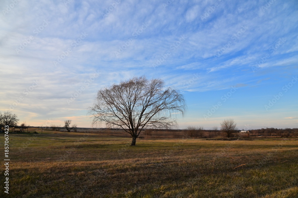 Fototapeta premium Clouds and Blue Sky Over a Weeping Willow Tree in a Field
