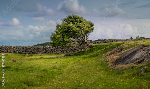 Irische Landschaft mit Baum im Wind