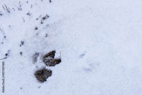 Wild boar hoof print in fresh snow surrounded by twigs and natural debris