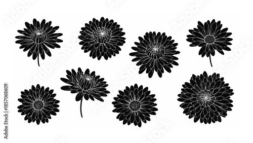 Collection of Black and White Floral Illustrations of Aster Flowers on White Background