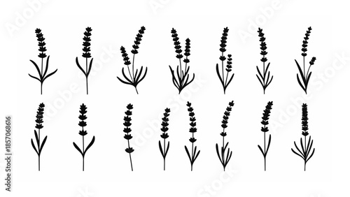 Collection of Lavender Sprigs for Floral Design and Aromatherapy Applications