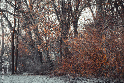 A very frosty but snowless sunrise in the park in Słębowo near Żnin, Pałuki region.