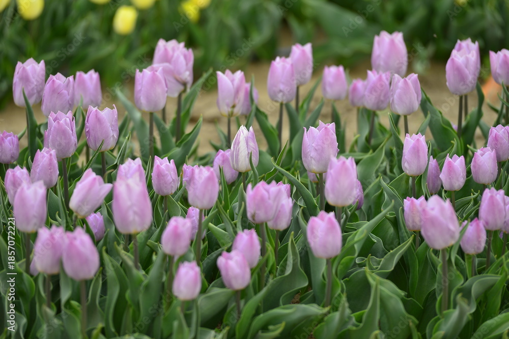 Obraz premium Spring blooming tulip field. Flowers tulips, Spring floral background.