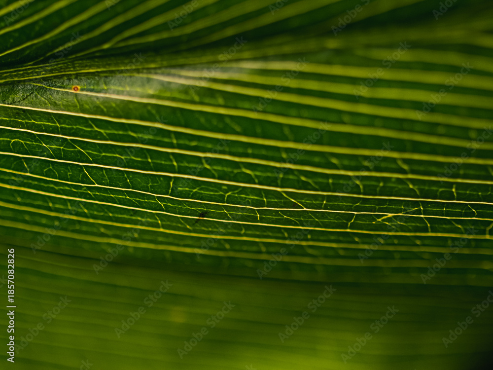 custom made wallpaper toronto digitalGreen leaf