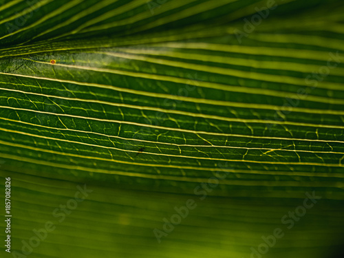 Wallpaper Mural Green leaf Torontodigital.ca