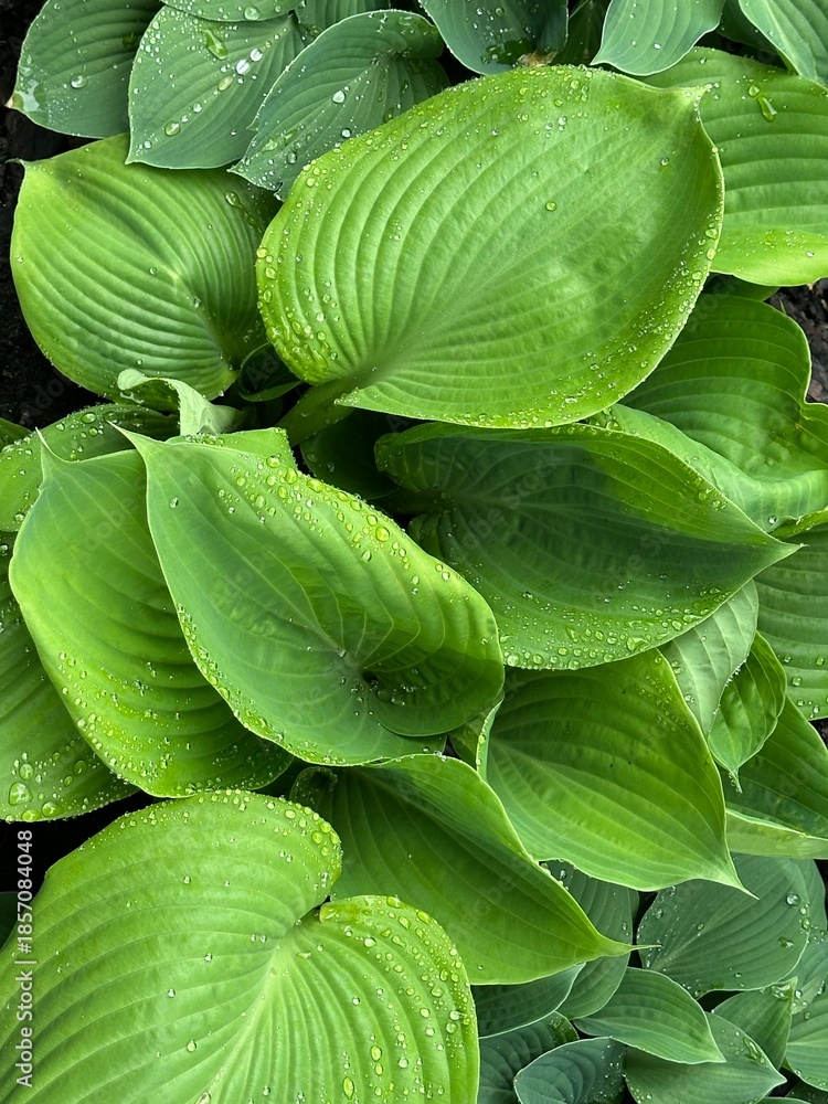 Obraz premium Hosta blueberry waffles plant with green leaves 