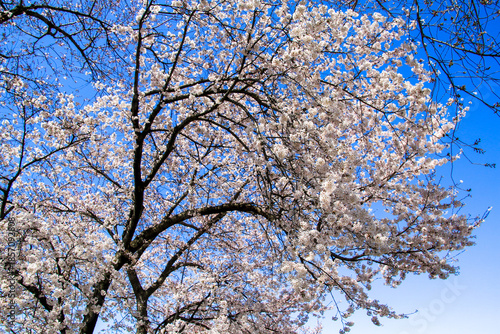 Wallpaper Mural さくら Torontodigital.ca