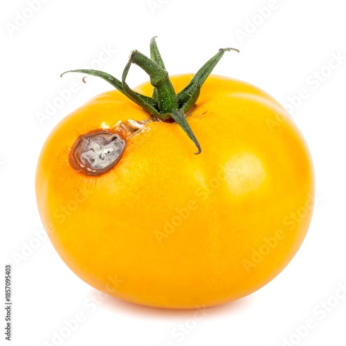 A ripe, yellow tomato exhibits a patch of mold with green leaves