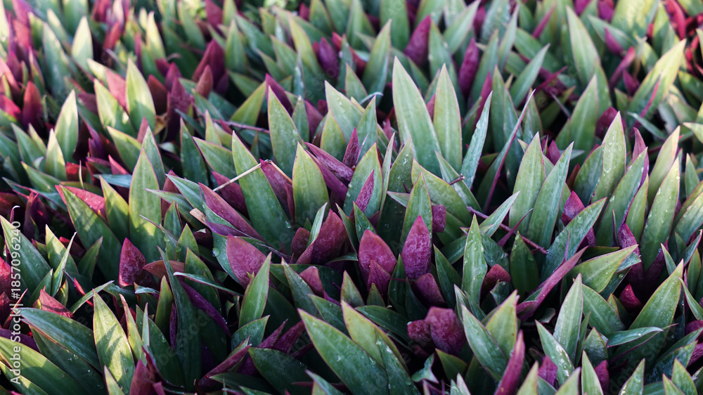Obraz premium Photo of the Tradescantia spathacea ornamental plant.