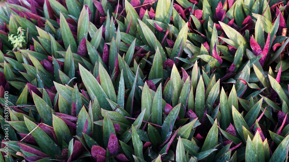 Obraz premium Photo of the Tradescantia spathacea ornamental plant.