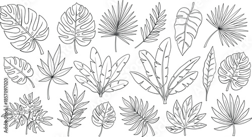 Collection of various tropical leaves and foliage illustrations