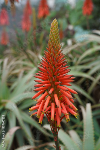 Aloe Flower