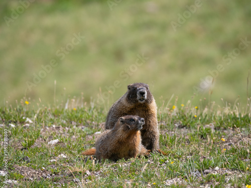 Mating Pair of Yellow-Bellied Marmots in an Alpine Meadow in Rocky Mountain National Park, Colorado