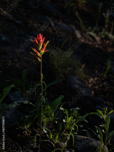 Sunlit Indian Paintbrush on Rocky Hillside