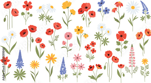 Vibrant colorful flowers on white background for decoration