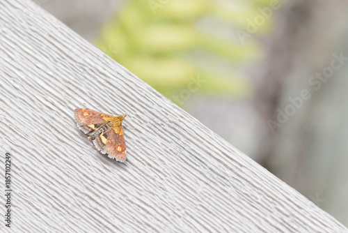 orange mint moth, Pyrausta orphisalis, resting with spread wings