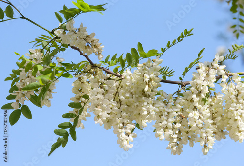 Canvastavla Black locust (lat.- Robinia pseudoacacia)