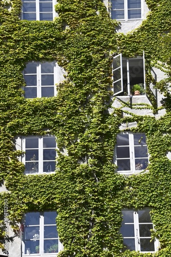 Ivy Covered Residential Building Facade with Open Windows and Terracotta Plant Pot, Copenhagen Denmark