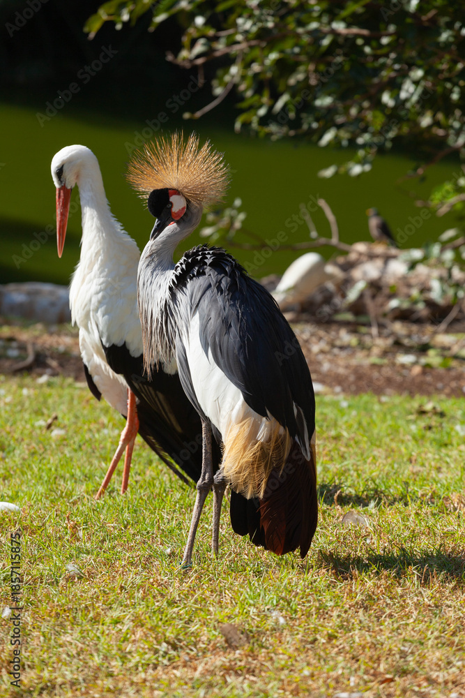 Obraz premium Crowned Crane against the background of a common stork