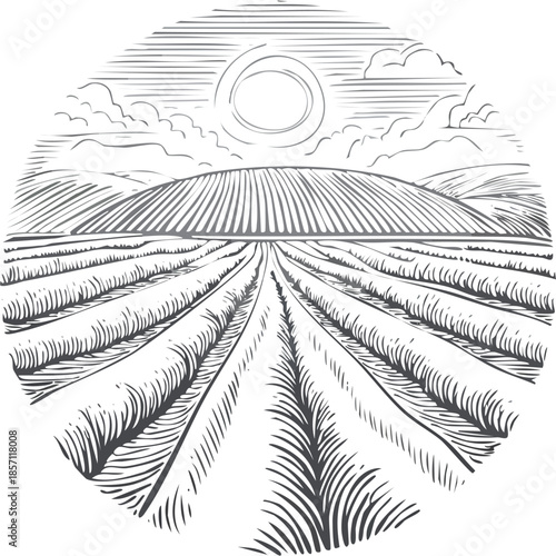 Hand drawn vector engraving illustration of agricultural crop fields with soil rows