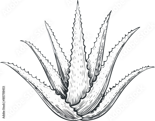 Hand drawn engraving illustration of aloe vera leaf, medicinal herbal plant