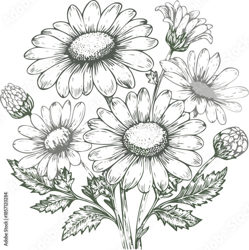 Hand drawn vector engraving illustration of chamomile flowers, medicinal herb