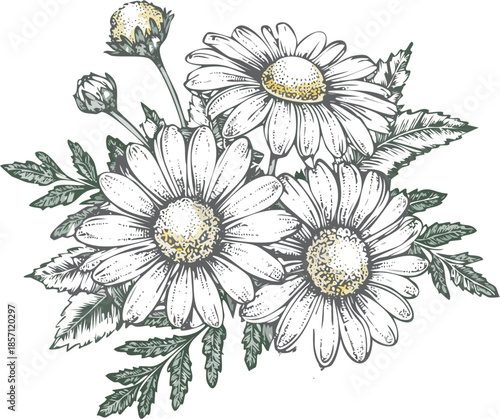 Hand drawn vector engraving illustration of chamomile flowers, medicinal herb, botanical illustrations