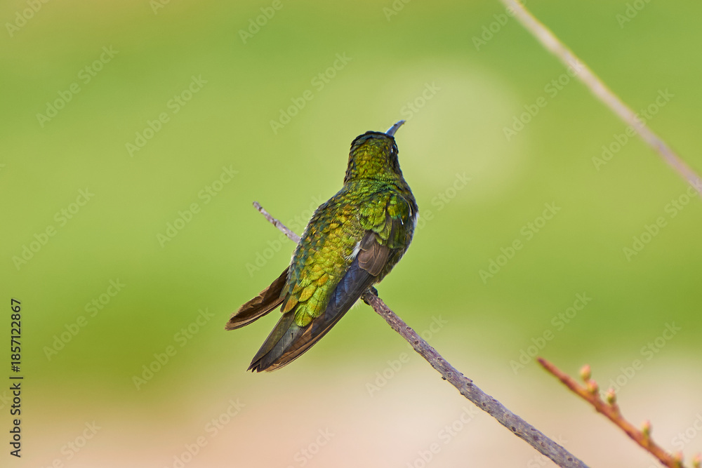 Fototapeta premium Beija-flor verde pousado em galho com espaço para texto e fundo desfocado