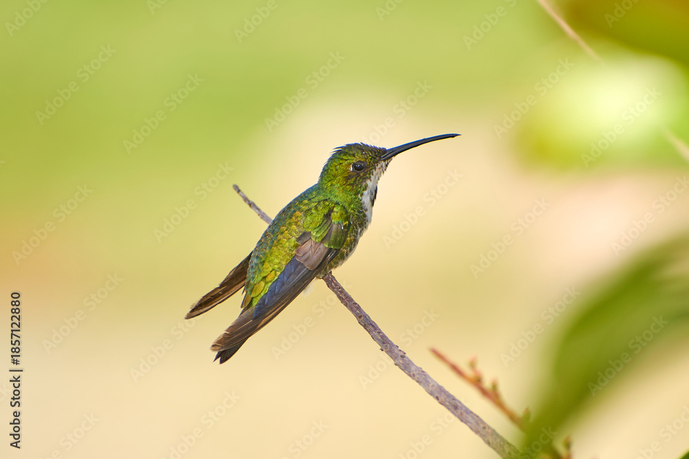 Fototapeta premium Beija-flor de plumagem verde iridescente pousado em um galho fino, com fundo natural desfocado em tons suaves de verde e amplo espaço para texto. Imagem minimalista de natureza, ideal para uso comerci