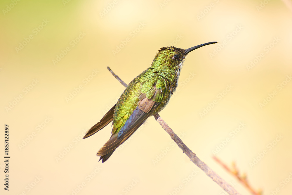 Fototapeta premium Beija-flor verde pousado em galho com espaço para texto e fundo desfocado