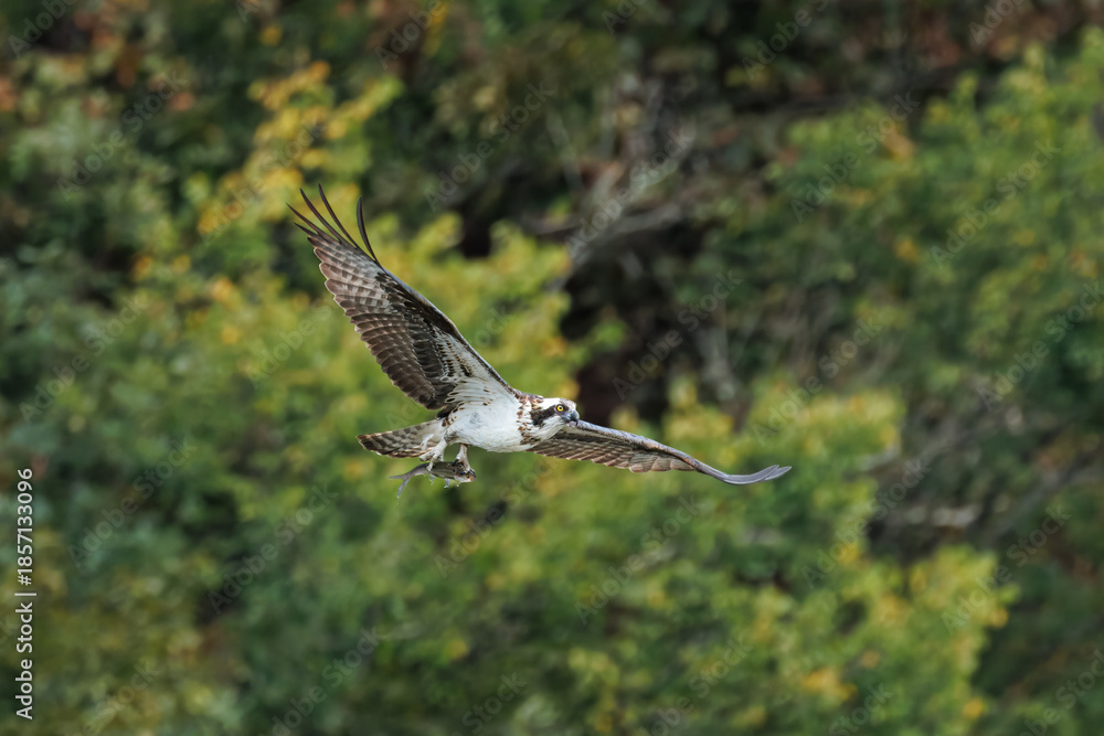 Fototapeta premium Osprey Carrying Fish in Flight Over Forest