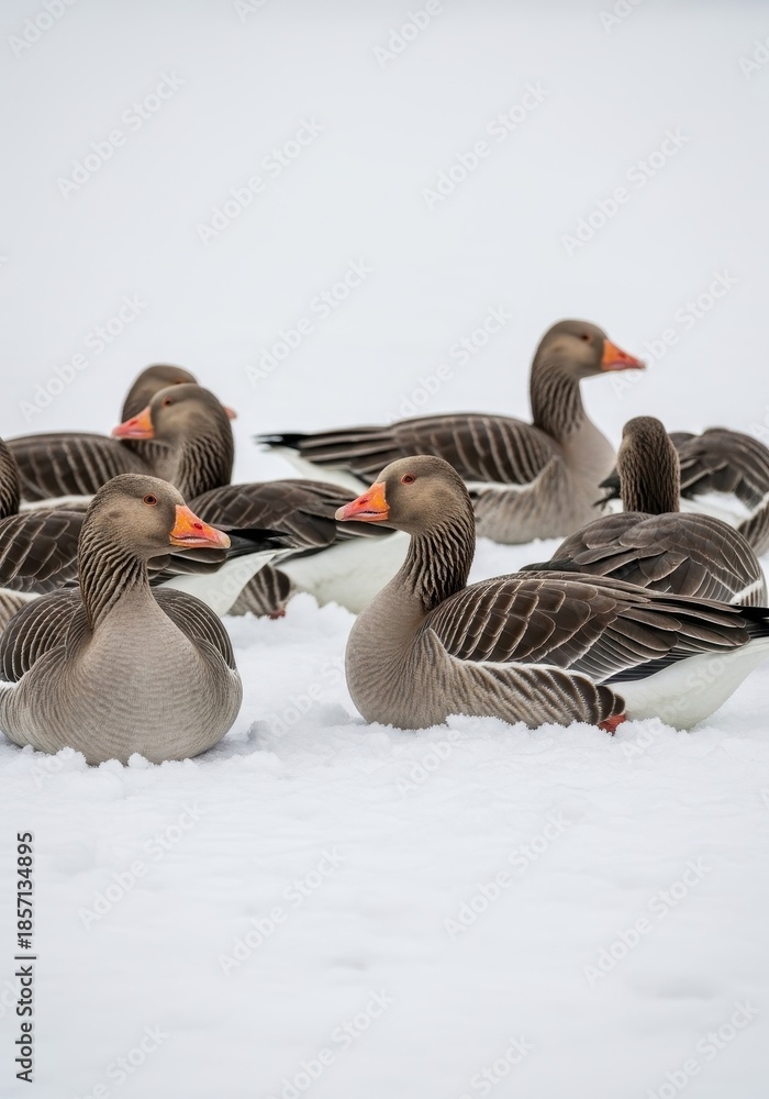 Obraz premium Greylag geese congregation amidst winter's blanket showcasing social cohesion in nature