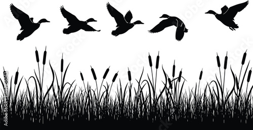 Black silhouette of wild ducks flying over marsh grass and cattails isolated on white background for nature and hunting design,