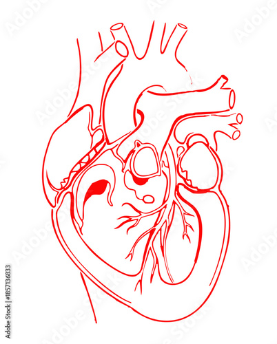 UnRed Line Art Anatomical Human Heart Sketch for Medical Designtitled-14