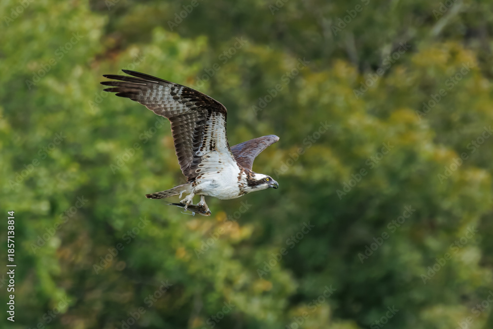 Fototapeta premium Osprey in Angled Flight Carrying Freshly Caught Fish