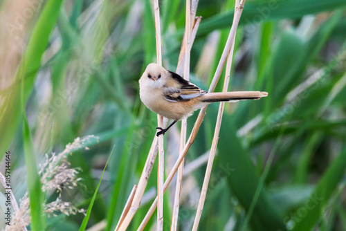 Female Panurus biarmicus in Longfeng Wetland, Daqing City, Heilongjiang Province, China