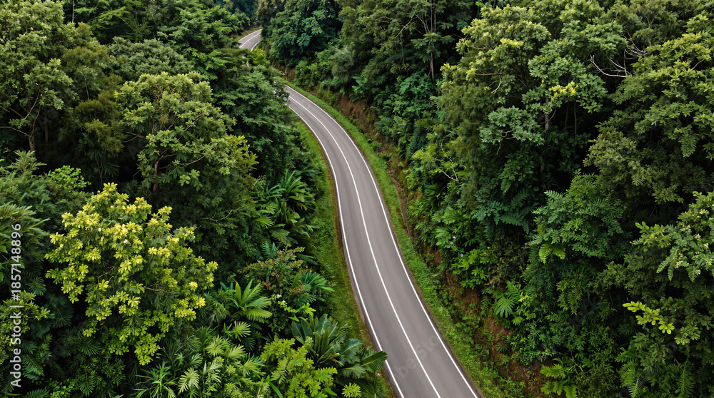 Fototapeta premium Winding road through dense tropical forest