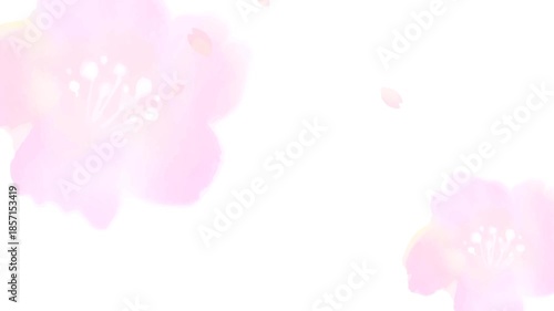 水彩の桜の静かな背景ループ、アルファチャンネル