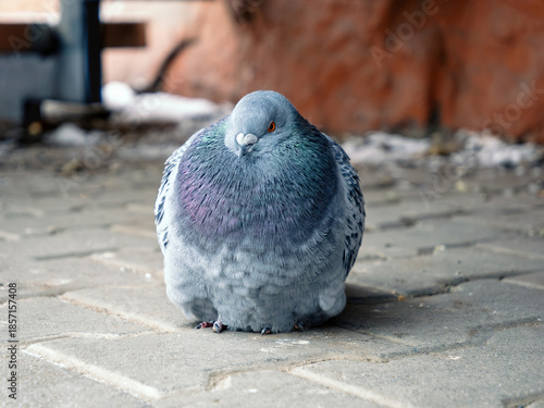 Alone city pigeon perching on the sidewalk