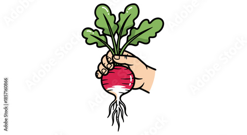 illustration of a hand holding a radish with green leaves and roots for gardening or healthy