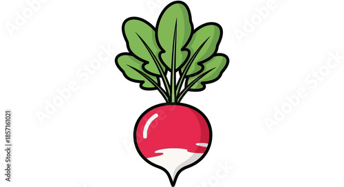 Colorful Radish with Green Leaves Illustration Emphasizing Freshness and Nature